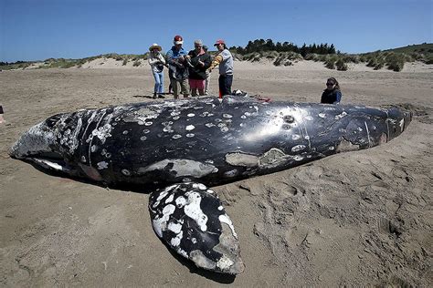 There’s good news and bad news about the gray whale migration